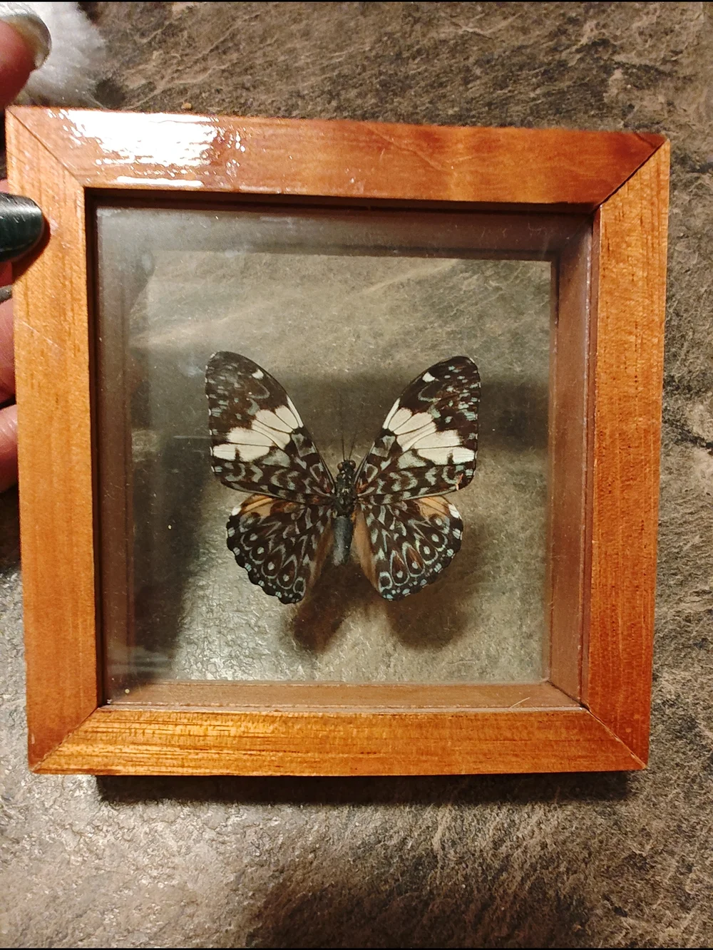 Framed Butterfly Shadow Box - Brown Wood Frame